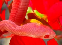 Mingo November 2009 015crnew.jpg