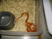 Random snake pics 020.jpg