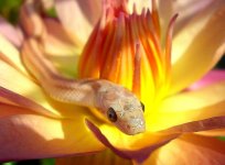 Razzle 09_2009 012crnew.jpg