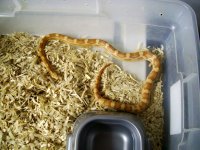 Random snake pics.jpg