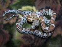 088 Sunkissed anery - M - 5-3 - E.jpg