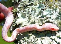 Dingo Arrives!! 032crnew.jpg