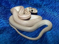 100 dilute anery stripe - F - 9-26 - C.jpg