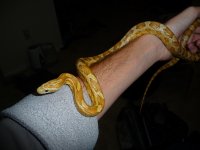 Andromeda-Small.jpg
