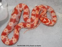 pjcr048-07fA.jpg