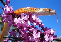 Jasmine March 2009 008cr.jpg