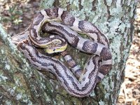 Desdemona Feb '08.jpg