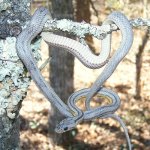 Nemophilla March '11.jpg