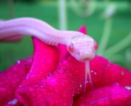 Mango July 2009 025crnew.jpg