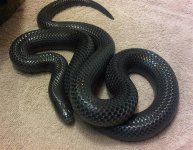 Ebony01 (Medium).jpg