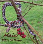 20110123_6maia.jpg