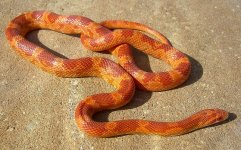 Adelaide Arrives 003cr.jpg