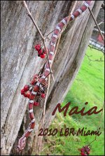 20110123_10maia.jpg