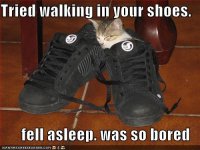 funny-pictures-kitten-is-bored-from-walking-in-your-shoes.jpg