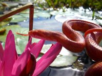 Adelaide Arrives 020cr.jpg