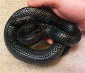 Ashur1 (Medium).jpg