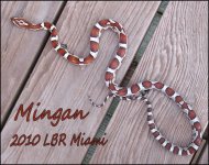 20110123_1mingan.jpg