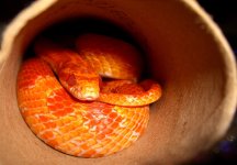 Adelaide's Tubecr.jpg