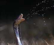spitting-scary-cobra-snake.jpg