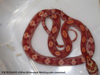 pjcr049-05m ultramel mt ph carA.jpg