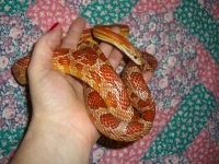 Bacon Arrives 004_800.jpg