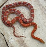 Bacon Oct 2008 014cr_800.jpg