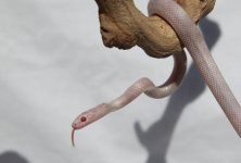 Blizzard H. Lavender male.jpg