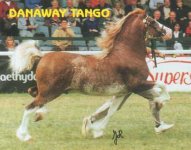 dtango1.JPG