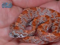 Sunkissed Bloodred.jpg