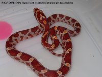 pjcr051-09f hypo het mt st ph lavA.jpg