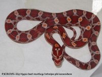 pjcr051-11f hypo ht mt st ph lavA.jpg