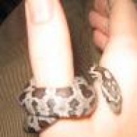 SnakePhilosopher