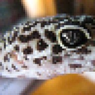 reptile3_cole_16