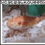 xCatwalkQueenx