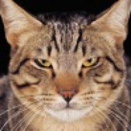 cat bojangles