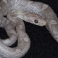 Lixra