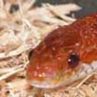 cornsnake00