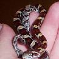 Snakemommy