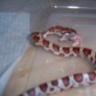 ghost_corn