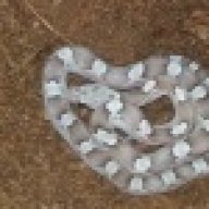H of AnH cornsnakes