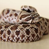 Quin_<3's_Reptiles