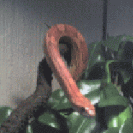 Dmonik