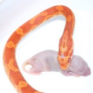 Alphatexana