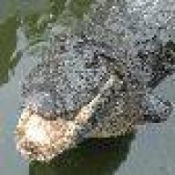 Smooth_Earth_Snake