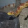 SilvioCornSnake