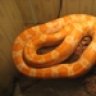 Snakeophelia