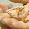 Cinammon_the_snake