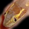lamprophis
