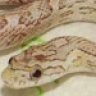 Lycosa
