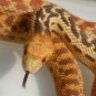 Murder Serpent